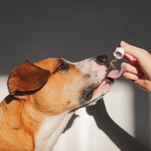 Comida para perros 6 Suplementos