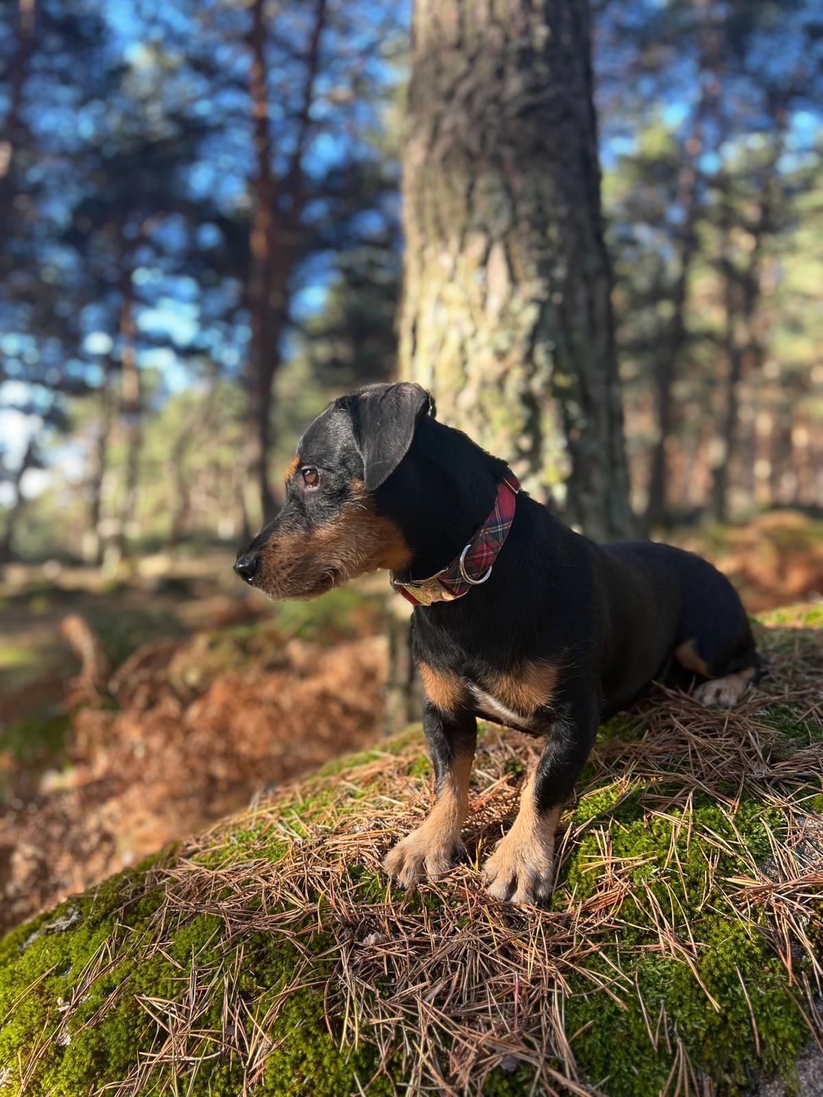 Tabit Pets Sobre nosotros 3 Dante