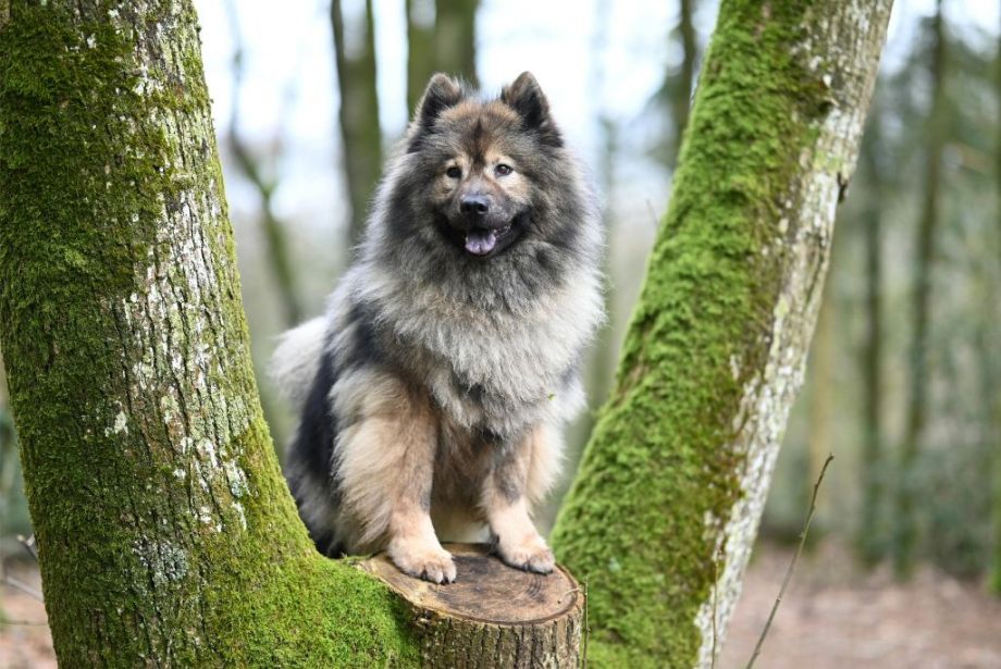 Perros de Tipo Spitz: Historia, Razas, Cuidados y Productos Recomendados