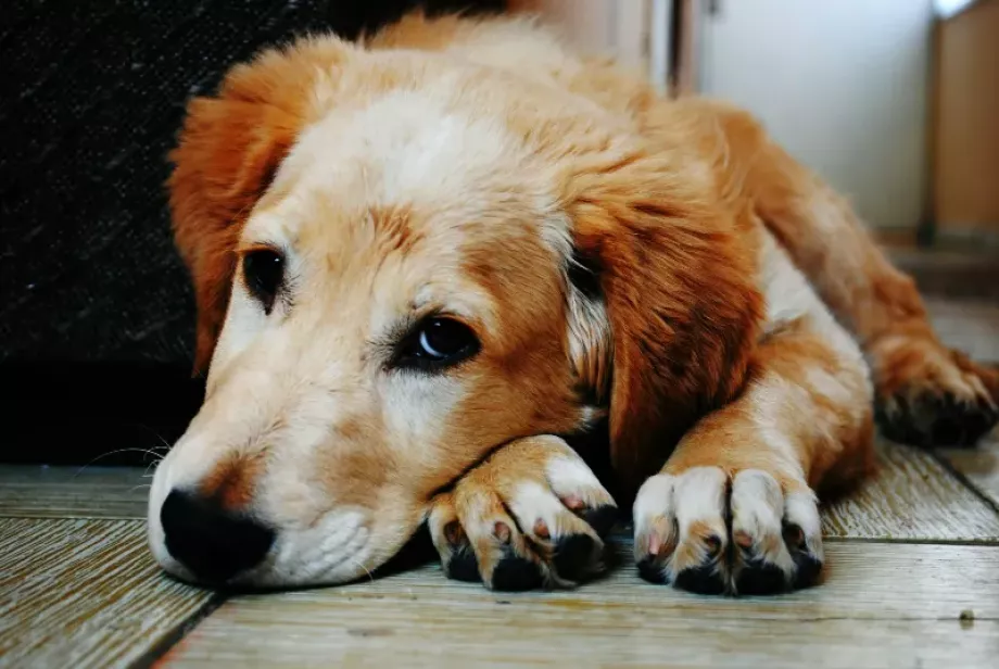 Comida húmeda para perros con problemas digestivos