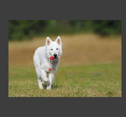 🐾 Perros de raza vs. perros mestizos: diferencias, cuidados y responsabilidades