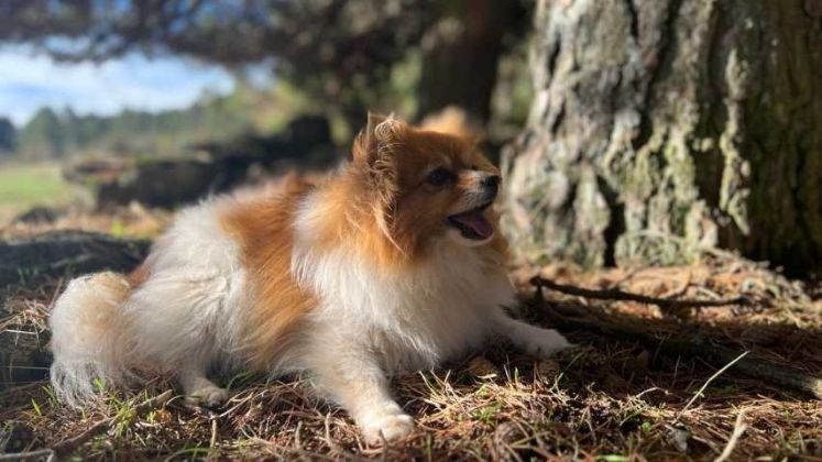 Comida para perros 2 comida natural para perros