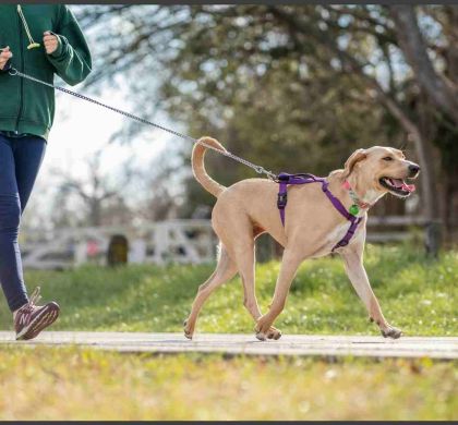 Canicross: el deporte que está redefiniendo el vínculo entre humanos y perros
