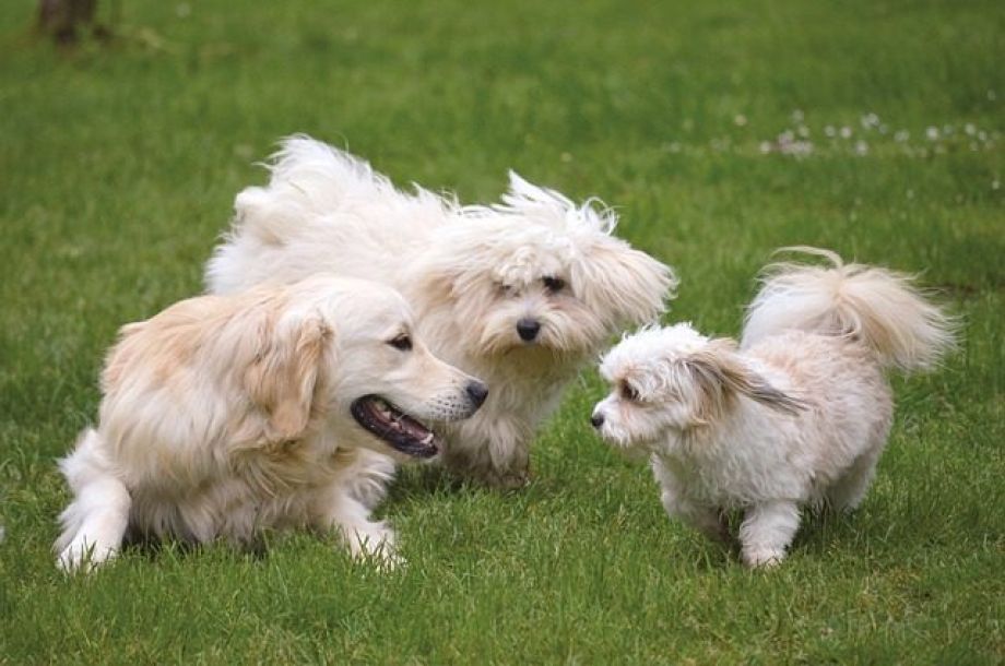 beneficios de jugar con tu perro