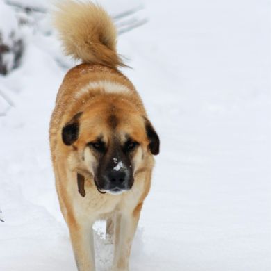 Mastín Español: Historia, Trashumancia y Diferencias entre Tipos