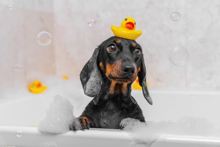 cuidado del pelo de tu perro