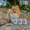 Comida húmeda para perros