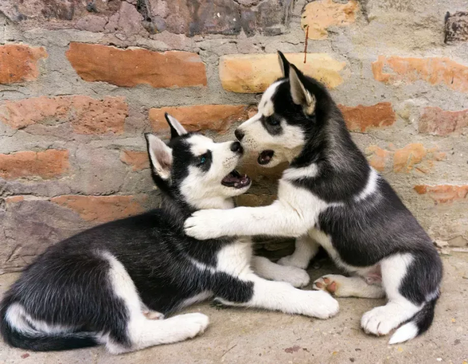 comida húmeda para cachorros