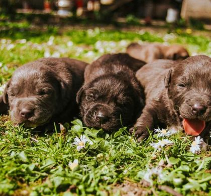 Guía completa para elegir un criador responsable de cachorros