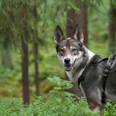 Laika occidental (Laika de Siberia Occidental): Raza Spitz