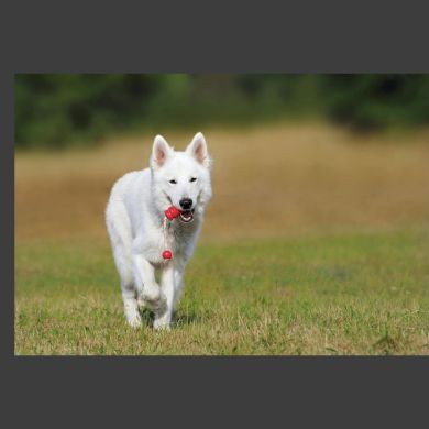 🐾 Perros de raza vs. perros mestizos: diferencias, cuidados y responsabilidades