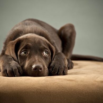 Todo lo que necesitas saber sobre las Intolerancias alimentarias en perros
