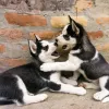 comida húmeda para cachorros