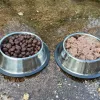 comida húmeda vs seca para perros