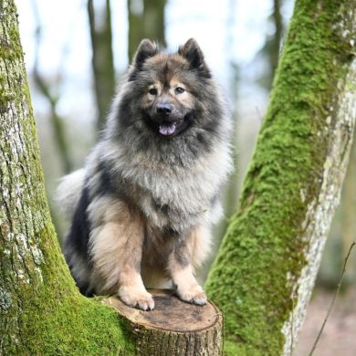 Perros de Tipo Spitz: Historia, Razas, Cuidados y Productos Recomendados