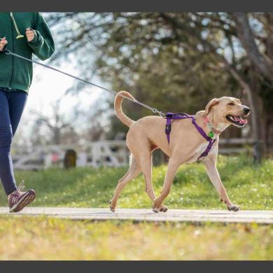 Canicross: el deporte que está redefiniendo el vínculo entre humanos y perros