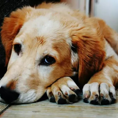 Comida húmeda para perros con problemas digestivos: qué debes saber