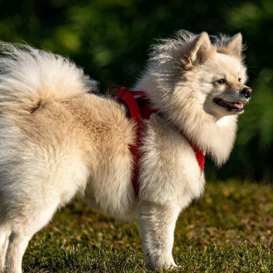 Spitz Alemán vs Pomerania: ¿ Son la misma raza? Diferencias y cuidados
