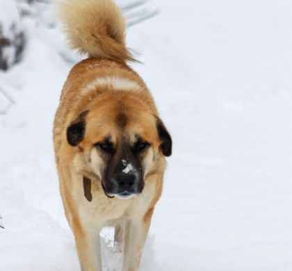 Mastín Español: Historia, Trashumancia y Diferencias entre Tipos