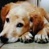 Comida húmeda para perros con problemas digestivos