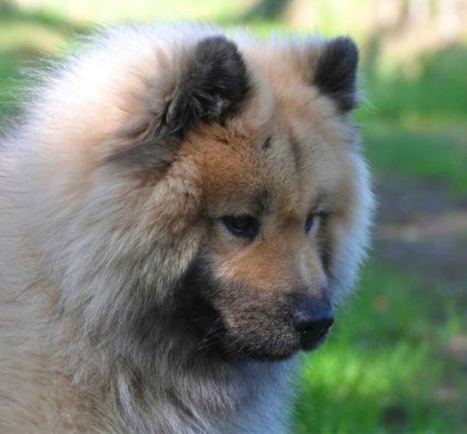 Cómo elegir la raza de perro ideal según su temperamento