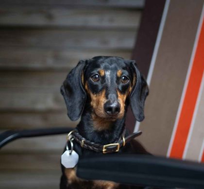 El Perro Teckel (Dachshund): Guía Completa de la Raza Más Adorable