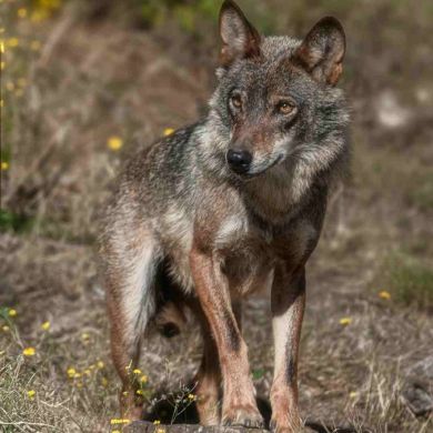Del Lobo al Perro Actual: Problemas de la Cría Moderna y Razas en Peligro