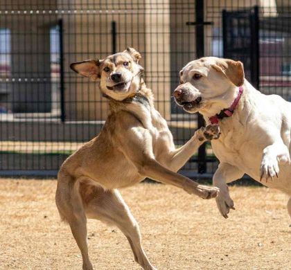 Cómo elegir una residencia canina u hotel canino