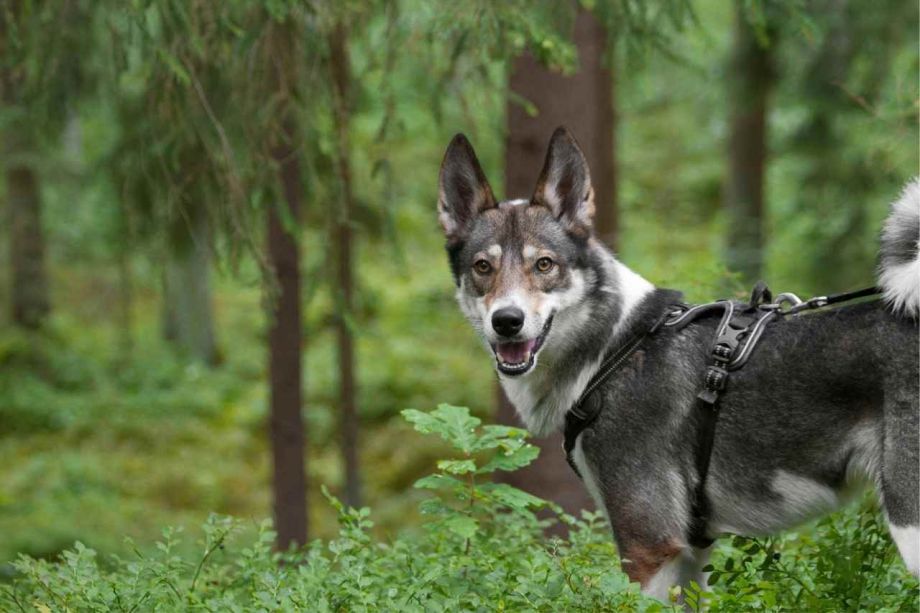 Laika occidental