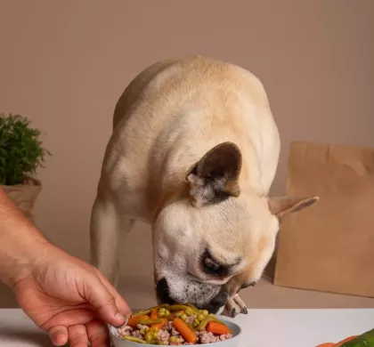 La Importancia de una Alimentación de Calidad para perros