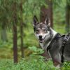 Laika occidental