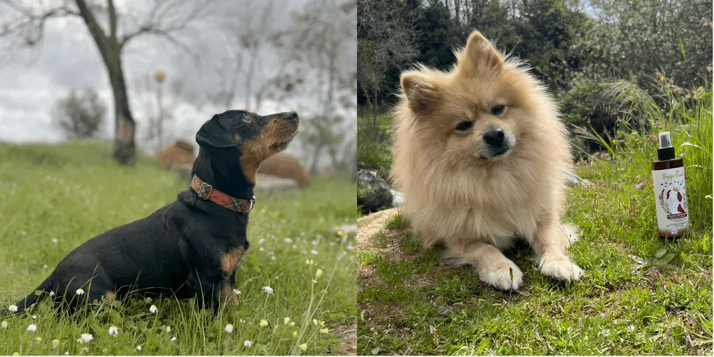 comida para perros natural