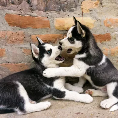Guía de comida húmeda para cachorros: primeras etapas bien alimentadas