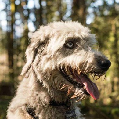 Genética Canina: ¿Belleza o Salud? La Verdad que Debes Conocer