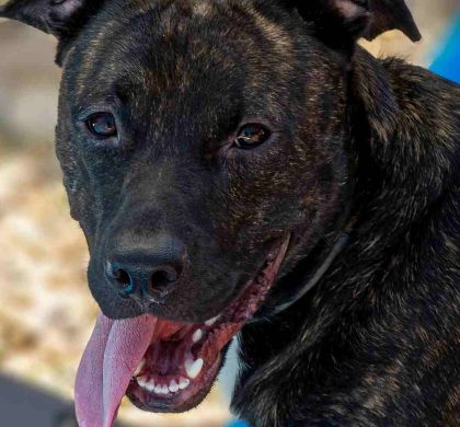 Razas de Perros Españolas: Las más reconocidas y las menos reconocidas y en proceso de recuperación.