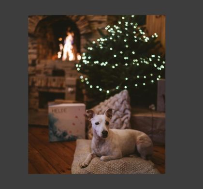 ¿Necesita tu perro abrigo en invierno? Guía completa basada en ciencia