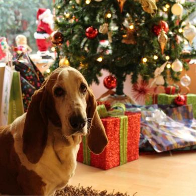 Cómo disfrutar la Navidad con tu perro: consejos, seguridad y regalos ideales