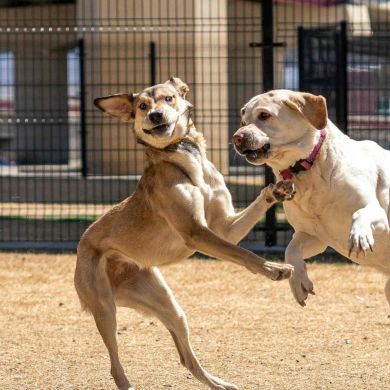 Cómo elegir una residencia canina u hotel canino