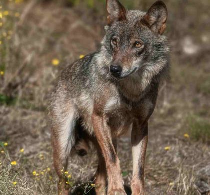 Del Lobo al Perro Actual: Problemas de la Cría Moderna y Razas en Peligro