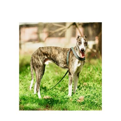 Razas de Perros Españolas: Las más reconocidas y las menos reconocidas y en proceso de recuperación.