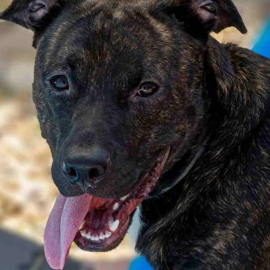 Razas de Perros Españolas: Las más reconocidas y las menos reconocidas y en proceso de recuperación.