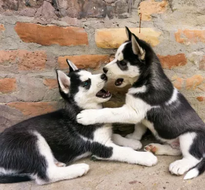 Guía de comida húmeda para cachorros: primeras etapas bien alimentadas