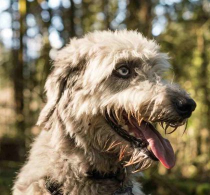 Genética Canina: ¿Belleza o Salud? La Verdad que Debes Conocer
