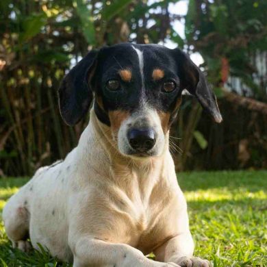 Ratonero Bodeguero Andaluz: historia, carácter y opinión experta sobre una joya canina española