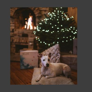 ¿Necesita tu perro abrigo en invierno? Guía completa basada en ciencia