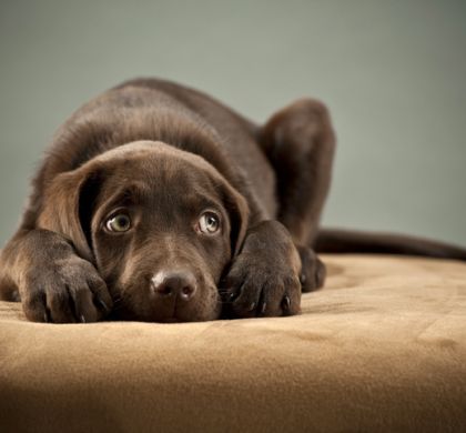 Todo lo que necesitas saber sobre las Intolerancias alimentarias en perros🍽️🐶