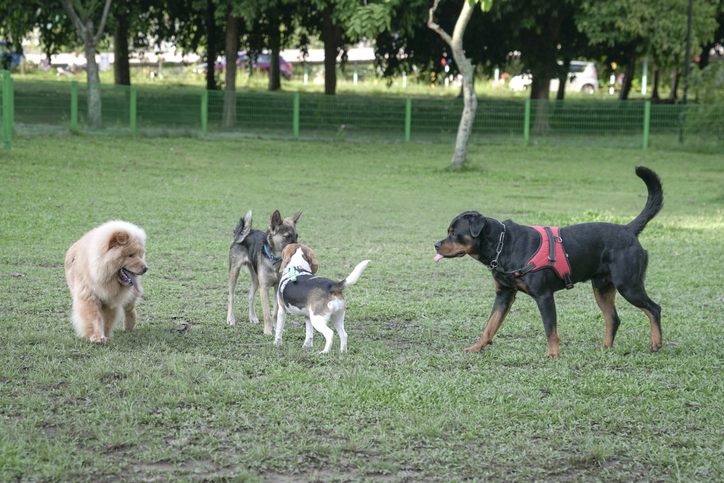 La Comunicación en los Perros: ¡Hablemos su Idioma! 🐶💬 - foto perros