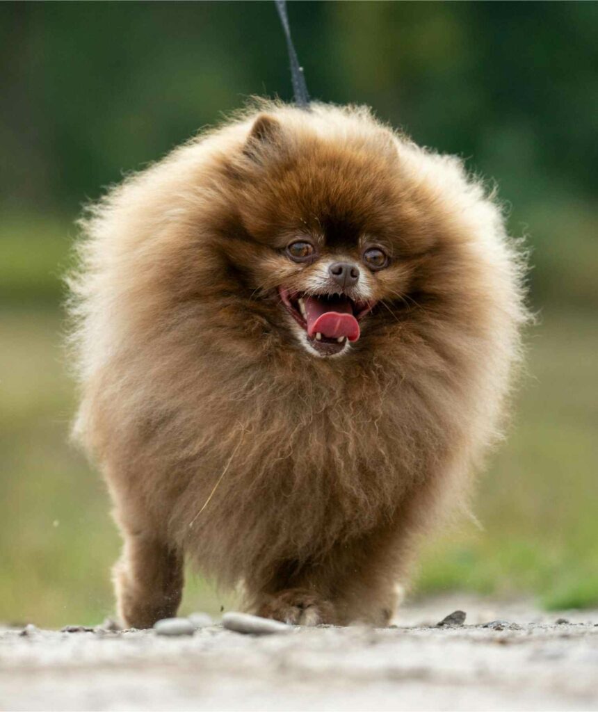 Pomerania