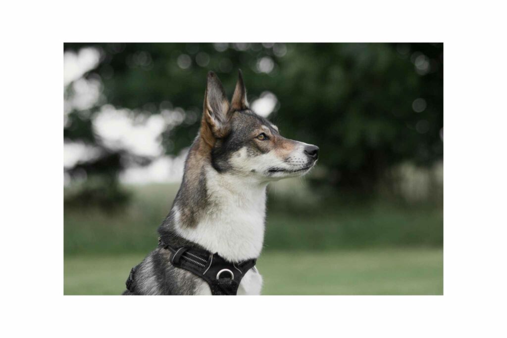 Perros de Tipo Spitz: Historia, Razas, Cuidados y Productos Recomendados
