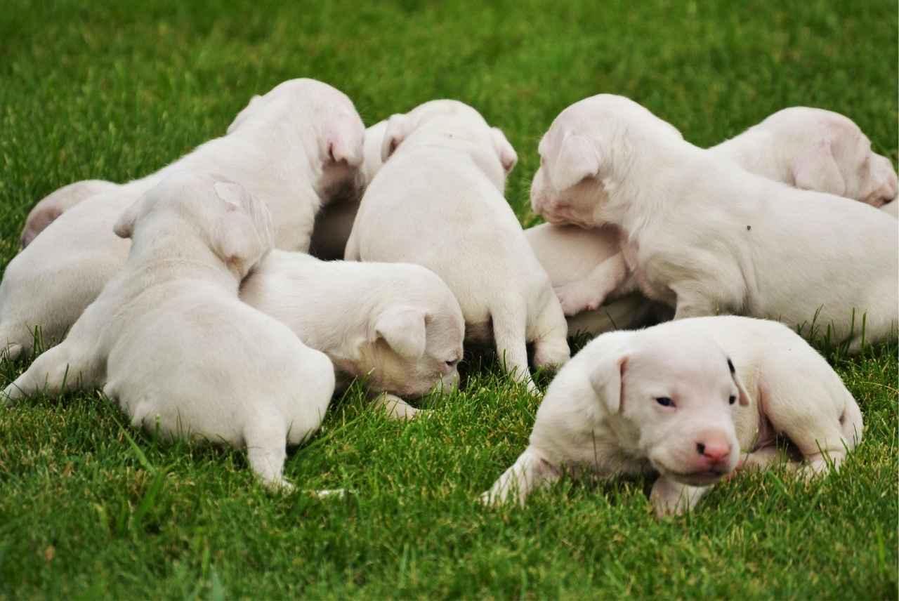 Tabit comiendo snacks para perros